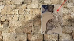 מסעיר את הרשת: חתול מיילל בכותל המערבי