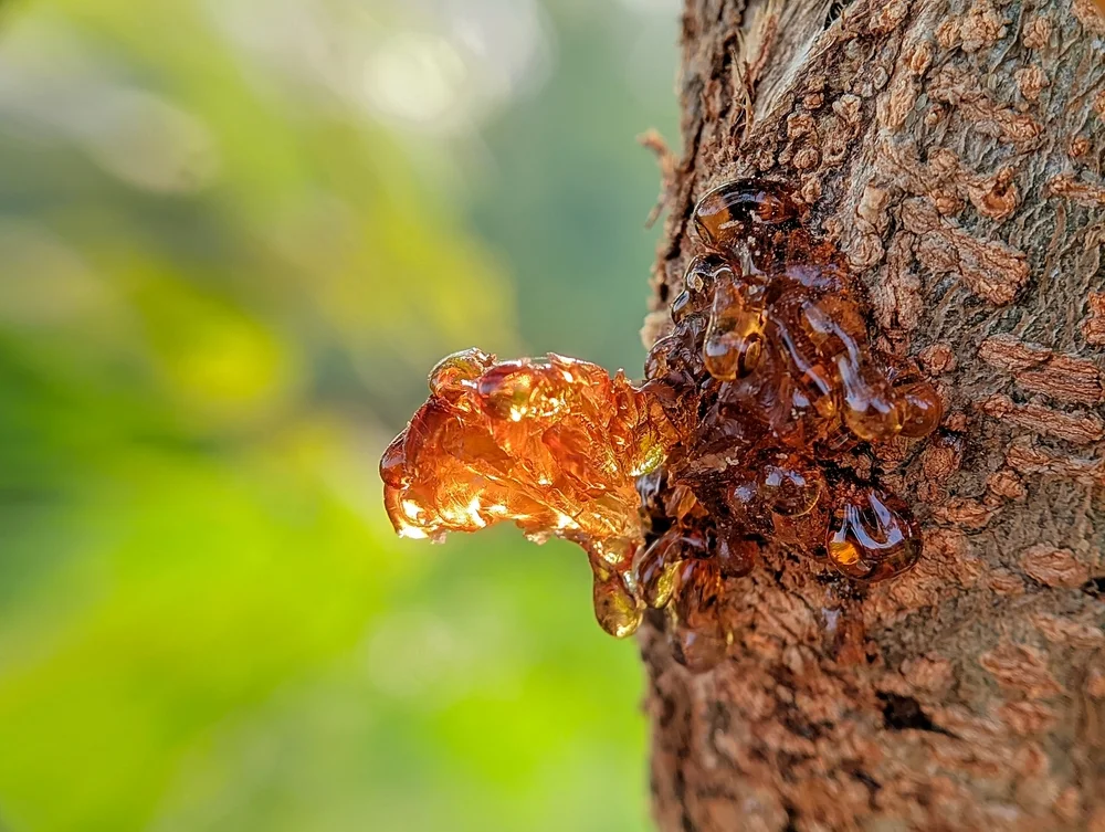 5 סגולות של עץ הלבונה - שאתם חייבים להכיר 5 סגולות של עץ הלבונה - שאתם חייבים להכיר