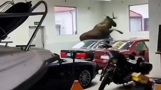 האייל נכנס לתוך מוסך רכבים וזו התוצאה