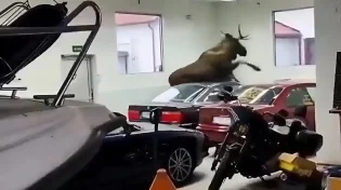 האייל נכנס לתוך מוסך רכבים וזו התוצאה
