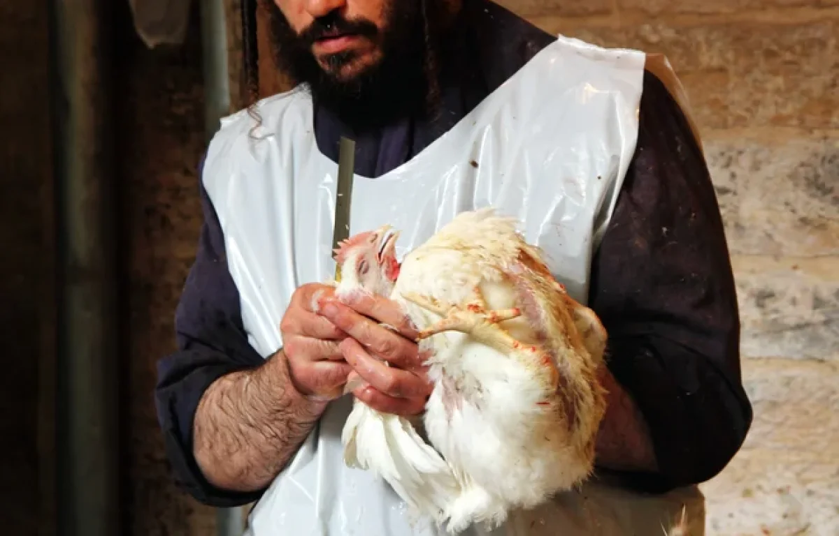 מכעיס: שר החקלאות פועל למען הגדלת שחיטת דבר אחר מכעיס: שר החקלאות פועל למען הגדלת שחיטת דבר אחר