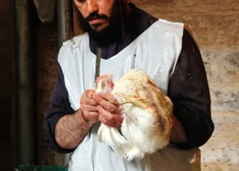 מכעיס: שר החקלאות פועל למען הגדלת שחיטת דבר אחר מכעיס: שר החקלאות פועל למען הגדלת שחיטת דבר אחר