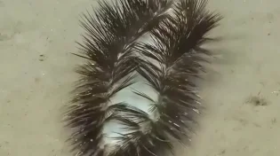 התולעת הזורחת; הביולוגים בתגלית חדשה