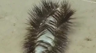 התולעת הזורחת; הביולוגים בתגלית חדשה