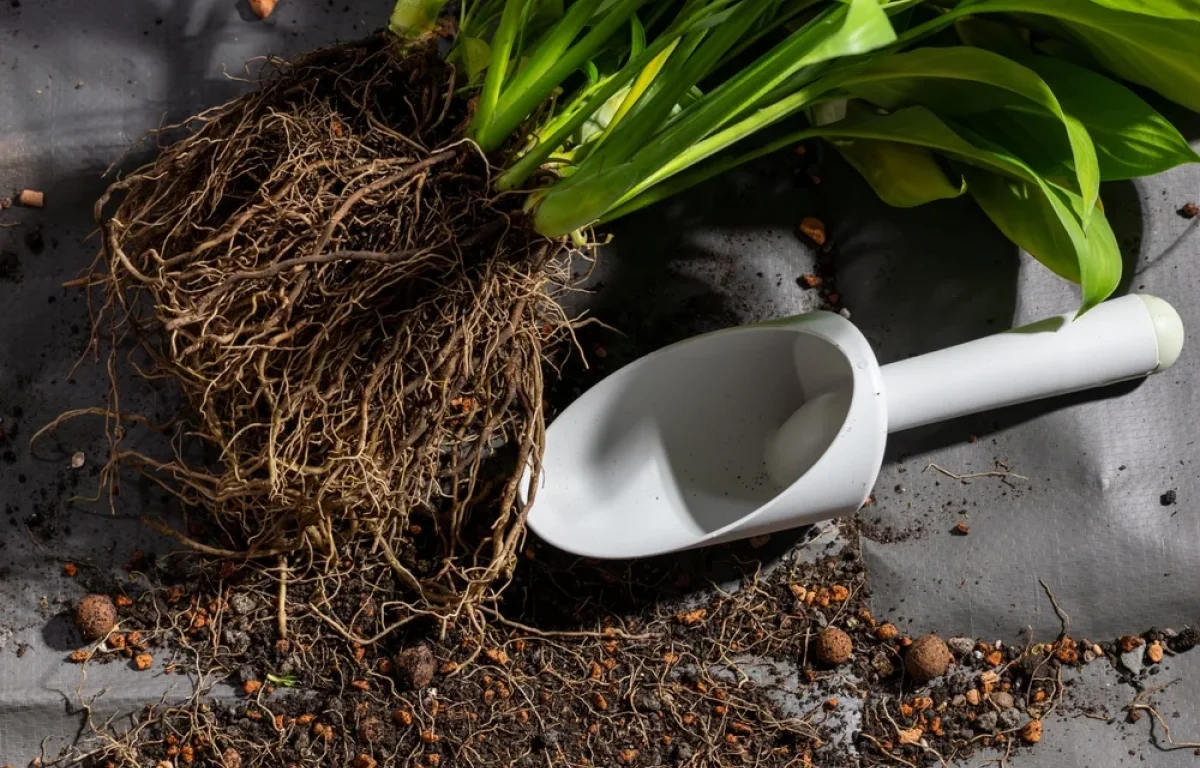 איך מסירים אדמה קשה מעציצים ישנים? איך מסירים אדמה קשה מעציצים ישנים?