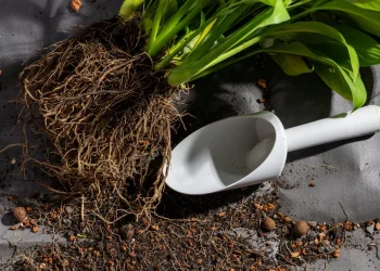 איך מסירים אדמה קשה מעציצים ישנים? איך מסירים אדמה קשה מעציצים ישנים?