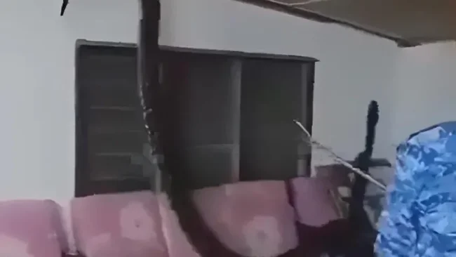 שוק: חשבו שזה מכרסמים וזה מה שהתגלה