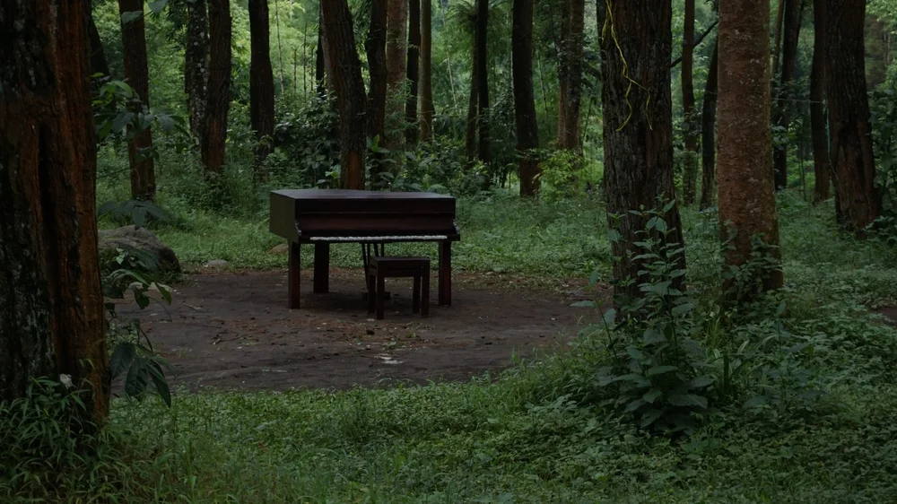 מטיילים ביער בארה"ב, מצאו בו פסנתר שלם נטוש מטיילים ביער בארה"ב, מצאו בו פסנתר שלם נטוש