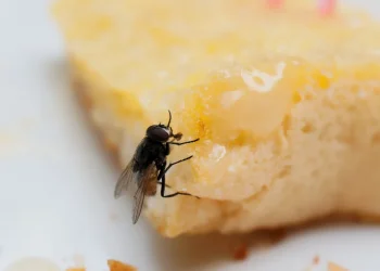 הסכנה הטמונה באוכל שנגעו בו זבובים