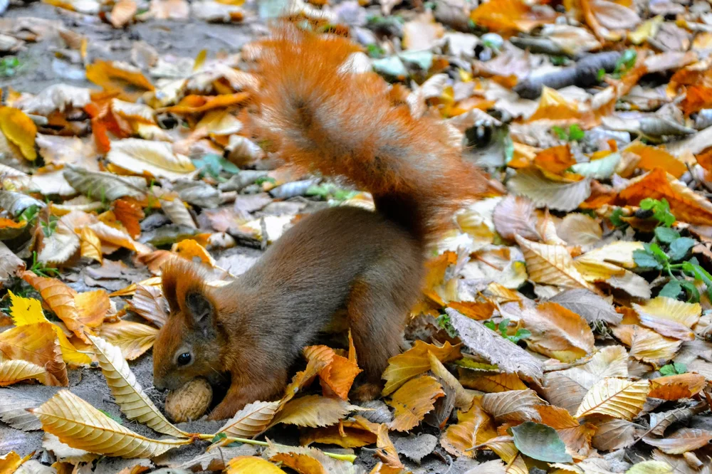 בעלי חיים בעלי חיים