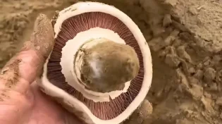 צפו: קציר פטריות ענקיות