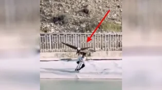 תיעוד דרמטי: הילדה ניצלה בשנייה האחרונה