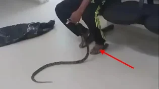 הזוי: חולה הגיע לבית החולים עם נחש ארסי בידו