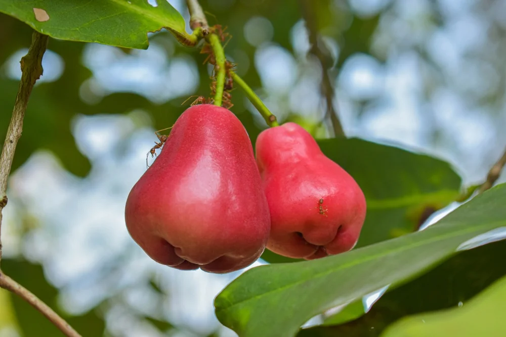 5 סוגי חרקים שנמצאים סביבנו, ומזיקים למזון שלנו