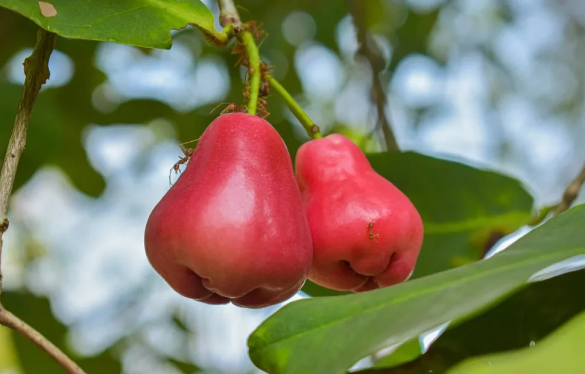 5 סוגי חרקים שנמצאים סביבנו, ומזיקים למזון שלנו