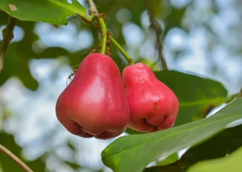 5 סוגי חרקים שנמצאים סביבנו, ומזיקים למזון שלנו