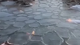פטריות קרח תלויות באוויר: תופעת טבע מדהימה