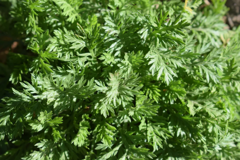 צמח השיבה, מכירים? בואו תראו איך הוא מסוגל לשפר את מערכת החיסון