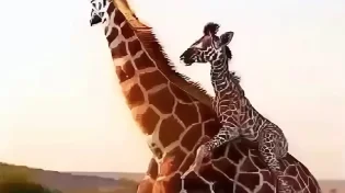 וואו: הג'ירפה הצילה את הגור מידי האריות