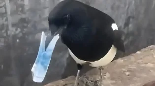 האם לעוף יכול להיות תאוות בצע?