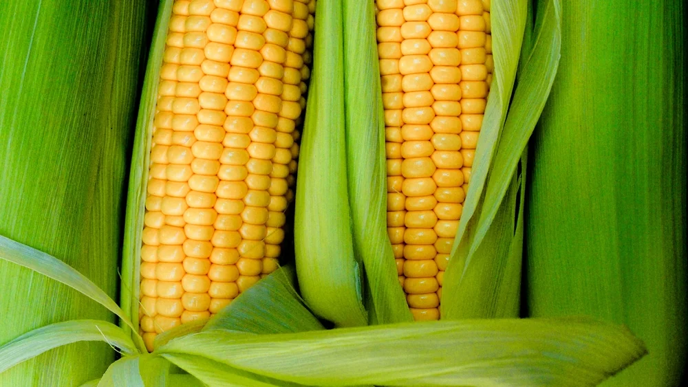 5 יתרונות בריאותיים של תירס