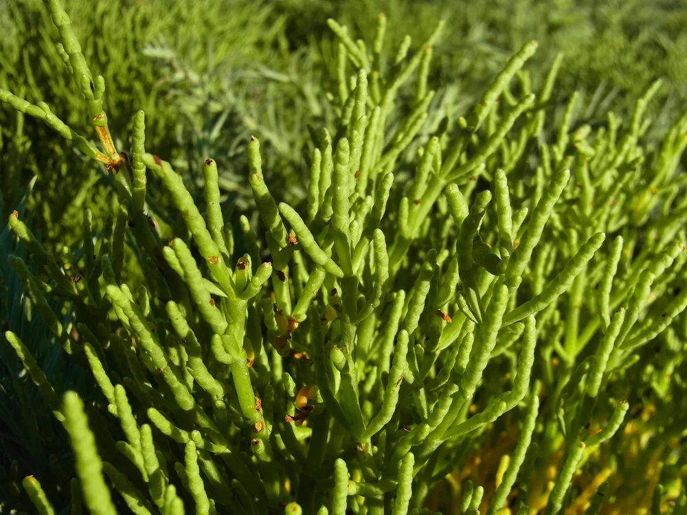 מהי סליקורניה, ומהן שלוש האיכויות שלה?