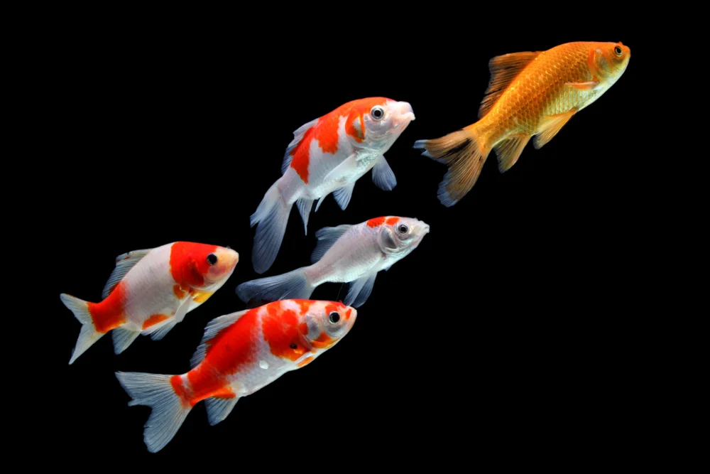 תחרות שחייה לדגי זהב: דג זכה במדליית זהב ביפן