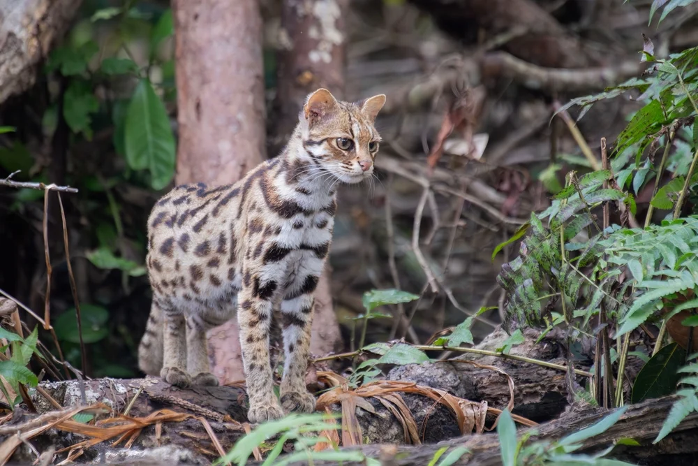 חתול בר בברזיל שיתק שכונה שלמה למשך שעות חתול בר בברזיל שיתק שכונה שלמה למשך שעות
