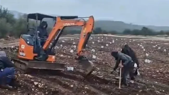 חוזרים לאדמה: נטיעת שתילים חדשים בגבול לבנון