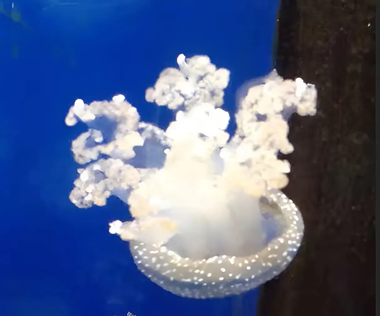 מנפלאות הבריאה: פופקורן או מדוזה?