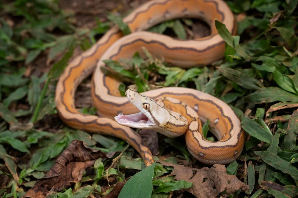 עשה סלפי עם נחש ארסי - ונדרש לשלם סכום הזוי לבית החולים עשה סלפי עם נחש ארסי - ונדרש לשלם סכום הזוי לבית החולים