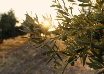 עלי הזית: המשקה הבריא שמסתתר ממש בחצר שלך