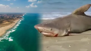 כריש באורך מטר וחצי נמצא מת בחוף בחדרה - מה גרם למותו?