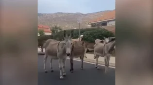 צפו: רגעי הבריחה הדרמטיים של החיות מהשריפה בלוס אנג'לס