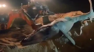 מקסיקו קוברת לוויתן ענק שנסחף לחוף