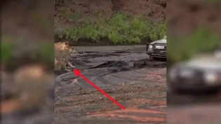 ידידים לא צפויים: אריות ונמרים שולפים רכב תקוע מהבוץ