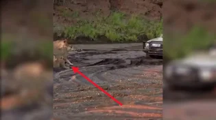 ידידים לא צפויים: אריות ונמרים שולפים רכב תקוע מהבוץ
