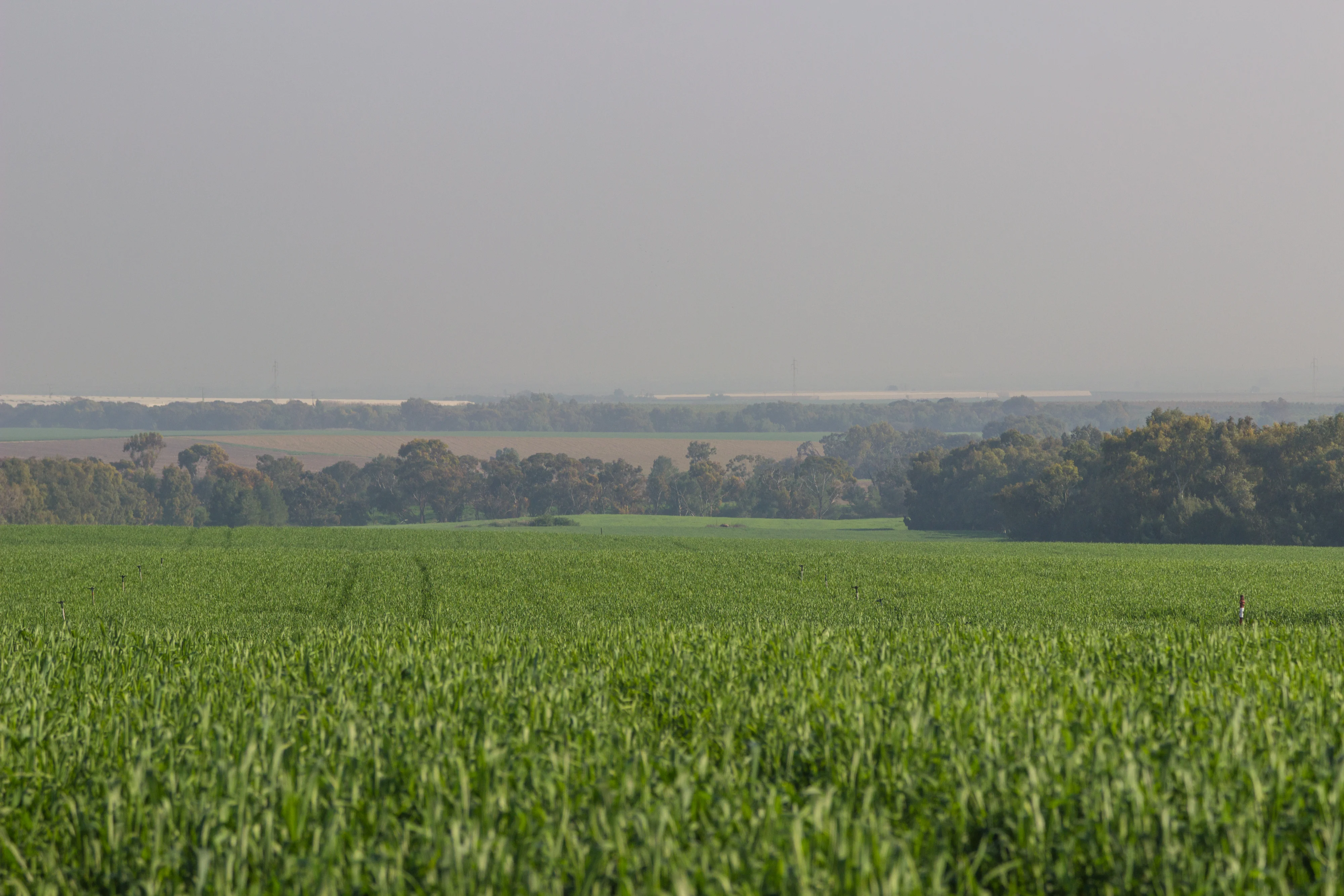 עלייה בטמפרטורות וגשם מקומי: תחזית מזג האוויר לימים הקרובים עלייה בטמפרטורות וגשם מקומי: תחזית מזג האוויר לימים הקרובים