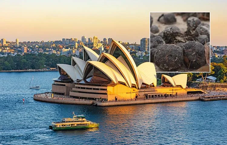 אוסטרליה באזהרה דחופה: אל תיגעו בכדורים המסתוריים שנסחפו לחופים!