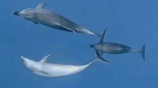 מדהים אבל אמיתי: כך דולפינים נשארים ערים 15 ימים בלי להתעייף!