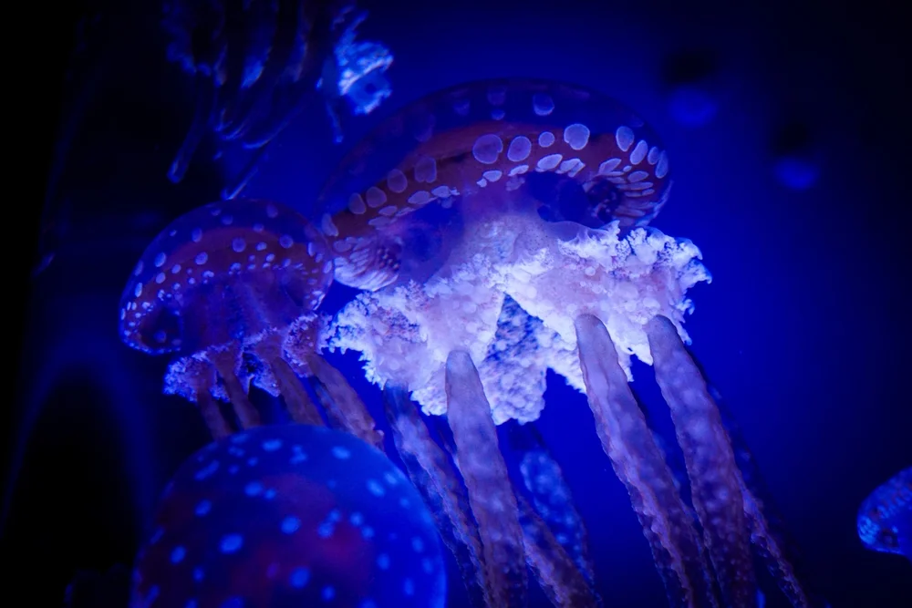 היצורים שמצליחים לחיות במקום הכי חשוך בעולם, ולמה הם זוהרים?   