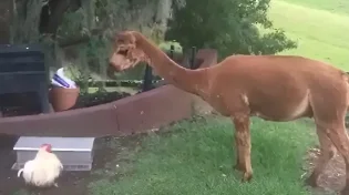 התרנגולת מצאה את הדרך למנוע מאלפקות לחסל את המזון