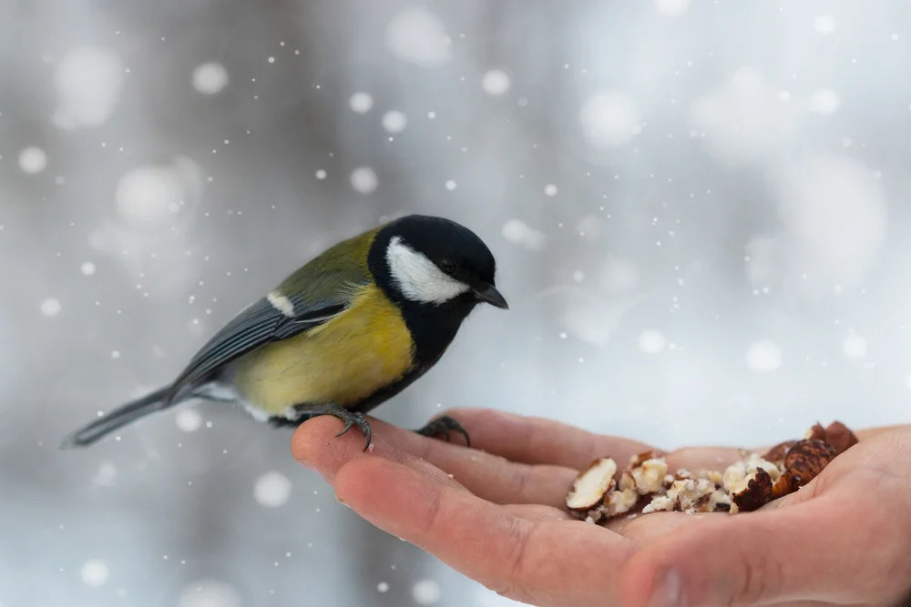 טעמי המנהגים: מדוע מאכילים ציפורים בשבת שירה?