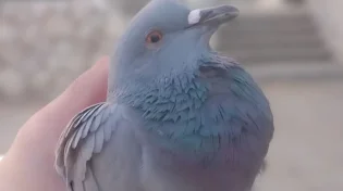 פעמיים תוך שנתיים: למה דווקא אליו מגיעות יונים פצועות?