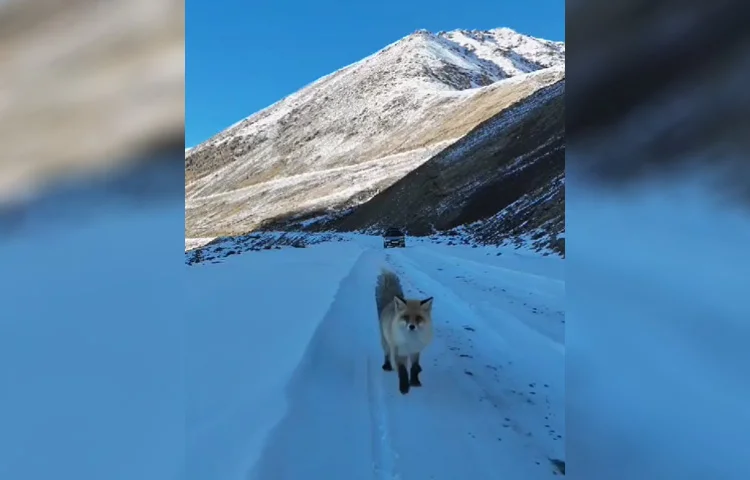 חטפני – גרסת המציאות: השועל החמדן שהחליט לגנוב את המצלמה המעופפת