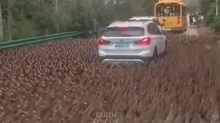 אלפי ברווזים הקיפו מכונית במחול מסתורי - הנהג תיעד את הרגע המדהים