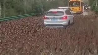 אלפי ברווזים הקיפו מכונית במחול מסתורי - הנהג תיעד את הרגע המדהים