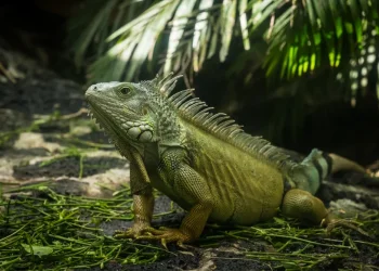 טייוואן נגד האיגואנות: ציידים מגויסים למלחמה בזוחלים שמשתלטים על האי