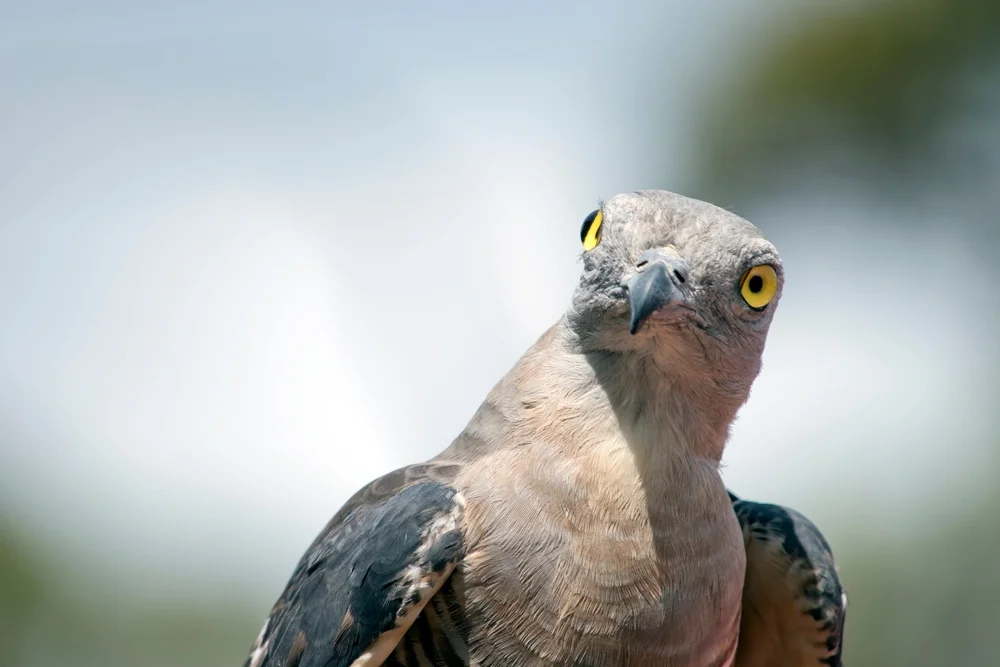 הציפור שמתחפשת כל השנה: הטריק הגאוני שהדהים את הטבע
