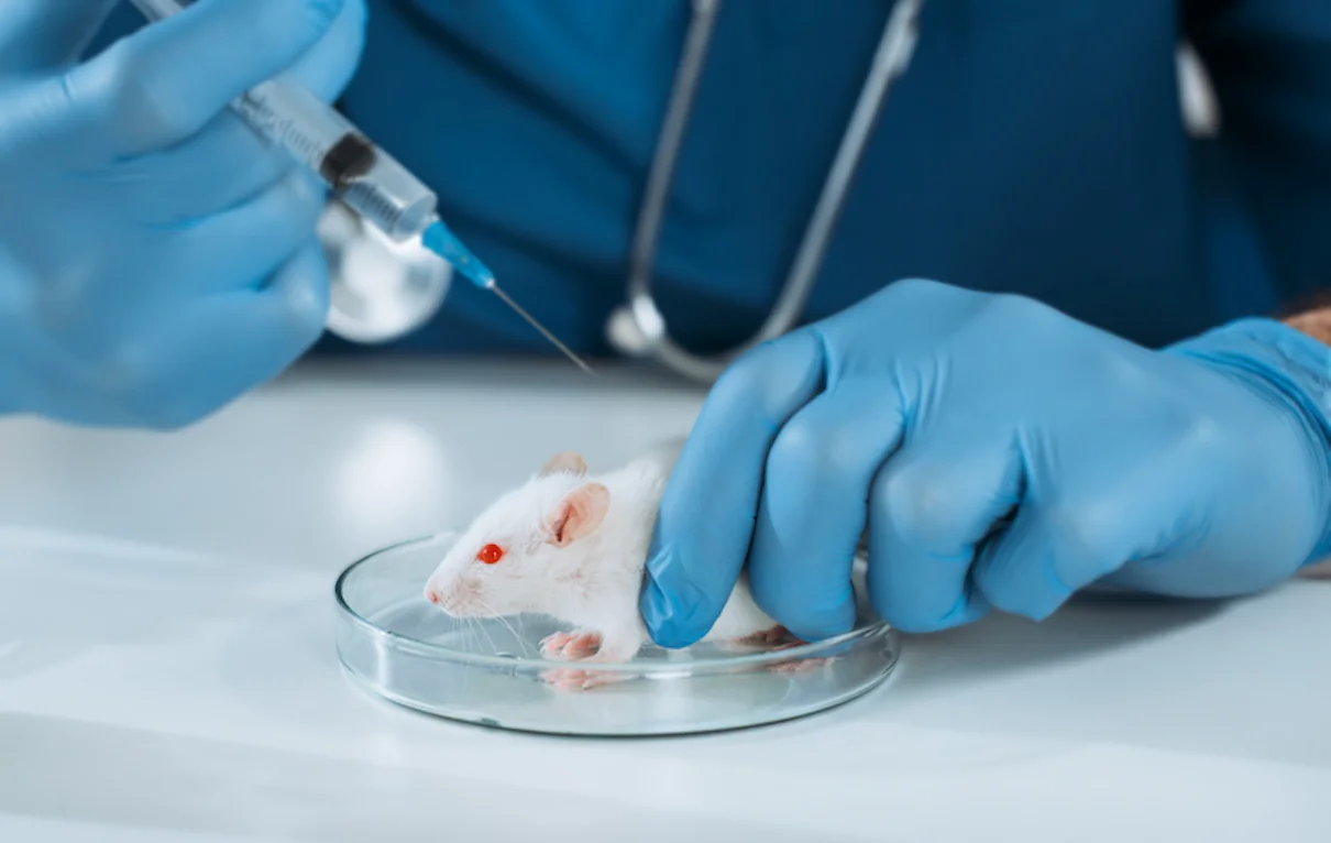 פריצת דרך באוניברסיטת חיפה: עכברים מזהים רגשות – האם זה המפתח להתמודדות עם אוטיזם?